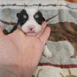 Rory - Black and tan female Pembroke Welsh Corgi puppy in Chariton, Iowa from Kickin It Acres BCs