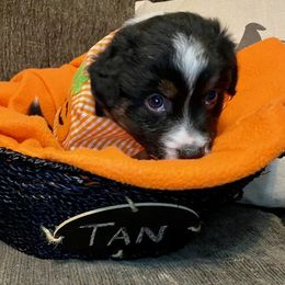 Miniature Australian Shepherd Puppies from Arch Hill Mini Aussies