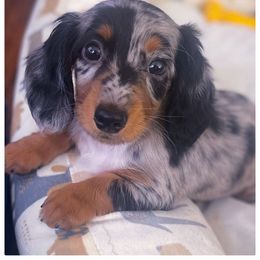 Has a home - Dapple female Dachshund puppy in Phoenix, Arizona from AZ's Prestigious Minature Dachshunds