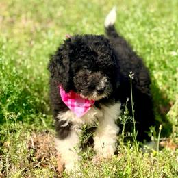 Flora - Black and white female Aussiedoodle puppy in Eastman, Georgia from Dood B Ranch