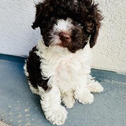 Poodle Puppies from Caboodles Of Poodles