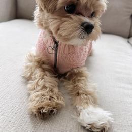 Maltese and Maltipoo Puppies from PrissyPawz