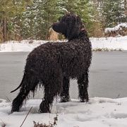 Irish Water Spaniels and Manchester Terriers from Coltsfoot