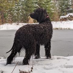 Irish Water Spaniels and Manchester Terriers from Coltsfoot