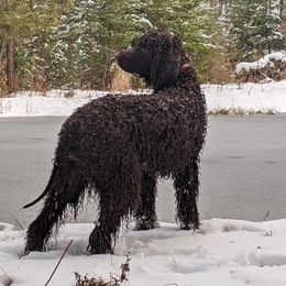 Irish Water Spaniels and Manchester Terriers from Coltsfoot