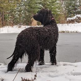 Irish Water Spaniels and Manchester Terriers from Coltsfoot