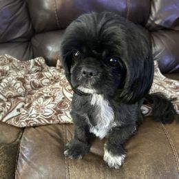 Molly - Shih Tzu