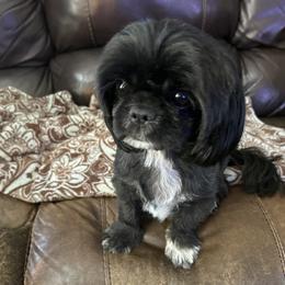 Molly - Shih Tzu
