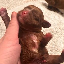 Crush - Ruby male Cavalier King Charles Spaniel puppy in Tolleson, Arizona from Pixie Dust Cavaliers