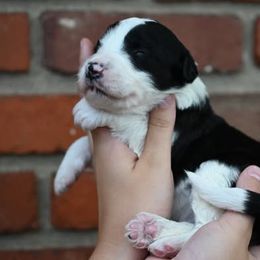 Girl 3 - female Bordoodle puppy in Indianapolis, Indiana from Indiana Bordoodles