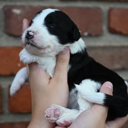 Girl 3 - female Bordoodle puppy in Indianapolis, Indiana from Indiana Bordoodles