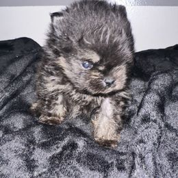 Ares - Black and tan male Pomeranian puppy in Waterloo, Indiana from Garcias Pomeranian