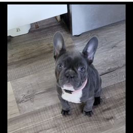 French Bulldog Puppies from Wrinkles And Rolls Frenchies
