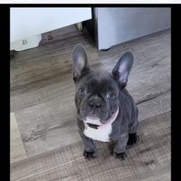 French Bulldog Puppies from Wrinkles And Rolls Frenchies