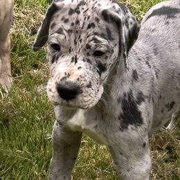 Great Danes from K&A Danes