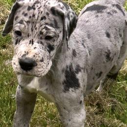 Great Danes from K&A Danes