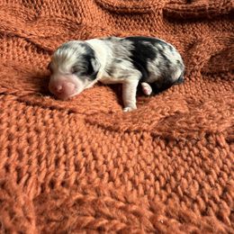 Blue Merle Female 2 - Blue merle female Miniature Australian Shepherd puppy in Washington, Indiana from Southern Indiana Mini Aussies