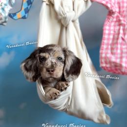 Zote - Dapple male Dachshund puppy in Chandler, Arizona from Vonaducci Doxies, LLC.