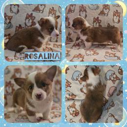 Rosalina - Red female Pembroke Welsh Corgi puppy in Rensselaer, Indiana from STR Corgis
