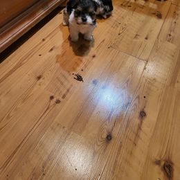 Mom and dad are 4 pounds - Morkie