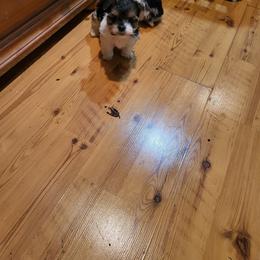 Mom and dad are 4 pounds - Morkie