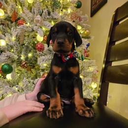 Sir Harald - Black and rust male Doberman Pinscher puppy in Chagrin Falls, Ohio from Schloss Velburg Dobermanns