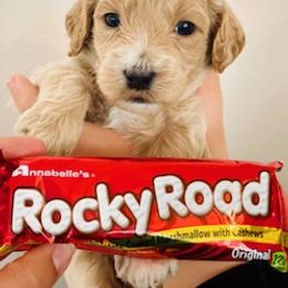 Goldendoodle Puppies from Mountain Mini Doodles