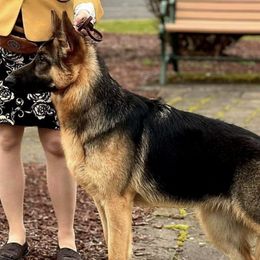 German Shepherds from Von Sudlich Shepherds