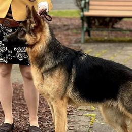 German Shepherds from Von Sudlich Shepherds