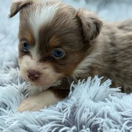 Ellie - Red merle female Toy Australian Shepherd puppy in Ambrose, Georgia from Brandilyn's Aussies