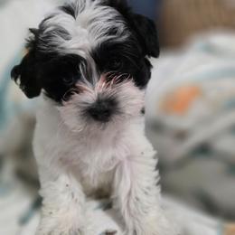 Ernie - Black and white male Shichon puppy in Ronda, North Carolina from Willow River