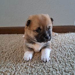 Brownie - Cream Shiba Inu puppy in Iowa from Jordan's Shiba Inu