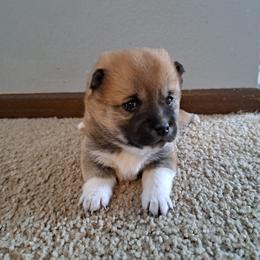 Brownie - Cream Shiba Inu puppy in Iowa from Jordan's Shiba Inu
