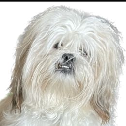 Finn - Lhasa Apso