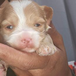 Aurora - Parti female Yorkshire Terrier puppy in Atlanta, Georgia from Royal Beauties Yorkies of Atlanta