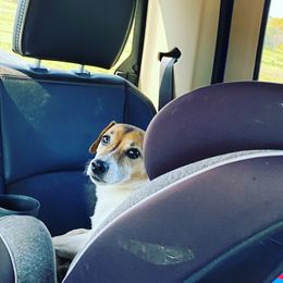 Jack Russell Terrier and Labrador Retriever All Grown Up from Rose Haven farm