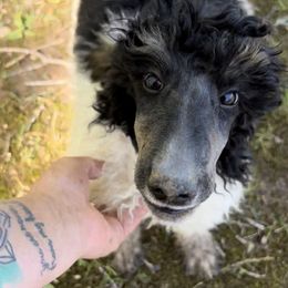 Poodle Puppies from Shellie’s Poodle Patch