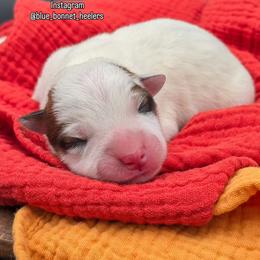 (Red) Red Male - Red speckled male Australian Cattle Dog puppy in Burleson, Texas from Bluebonnet Heelers