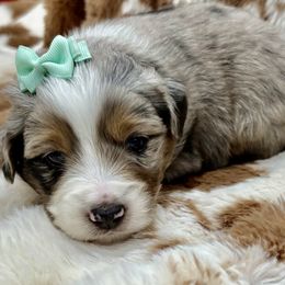 Teal collar - Blue merle female Miniature Australian Shepherd puppy in 32046, Florida from River Hill Ranch