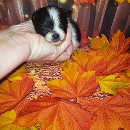 Boo - Black parti male Pomeranian puppy in Weatherford, Texas from Jeweled Poms