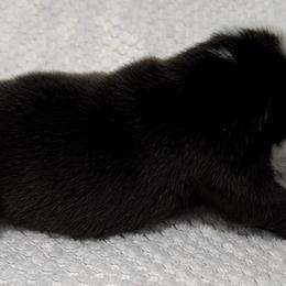 Darth Vader - White Bulldog puppy in Alexandria, Virginia from Stacey D’s Bulldogs