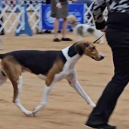 American Foxhounds from Katlynn Carlton
