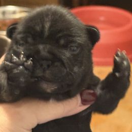 Blitzie - Liver female French Bulldog puppy in Greenville, Texas from Big Bullies N Texas