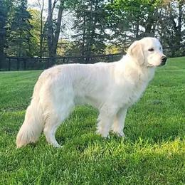 Skye - Golden Retriever