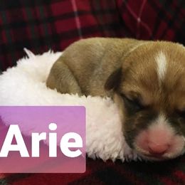 Pembroke Welsh Corgi Puppies from Whimsical Treasure Corgis