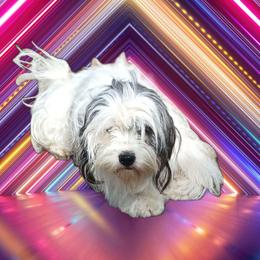 Cookie - Lhasa Apso