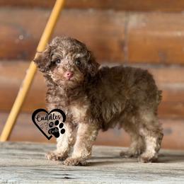 Moose (sable) - Sable male Poodle puppy in Nashville, Arkansas from Cuddles n Curls