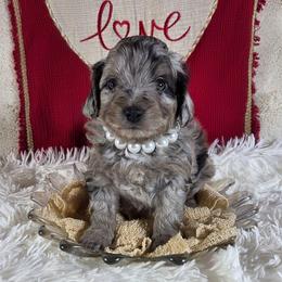 Gouda - Blue merle female Aussiedoodle puppy in Haleyville, Alabama from The Cuddly Dood Ranch