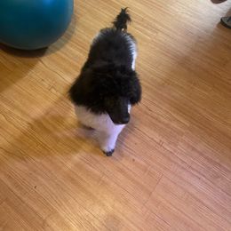 Minnie Mae - Parti Poodle puppy in Mulberry, Florida from We Have Parti Standards