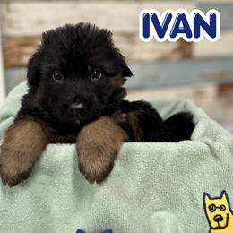 Ivan - Black and red male German Shepherd puppy in Canton, Texas from WILDWOOD GERMAN SHEPHERDS